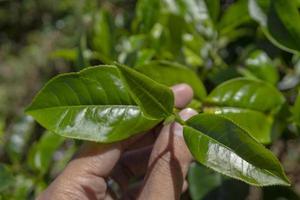 Man holding green tea leaf on the tea garden when harvest season. The photo is suitable to use for Industrial background, nature poster and nature content media.