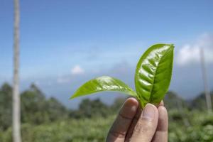 Man holding green tea leaf on the tea garden when harvest season. The photo is suitable to use for Industrial background, nature poster and nature content media.