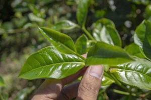 Man holding green tea leaf on the tea garden when harvest season. The photo is suitable to use for Industrial background, nature poster and nature content media.