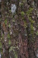 Close up photo surface texture of tree trunk on pine forest cafe. The photo is suitable to use for botanical background, nature posters and nature content media.