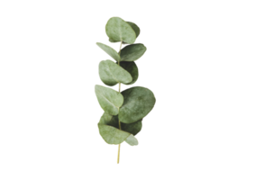Leaves isolated on a transparent background png