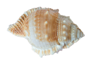 Seashell decoration isolated on a transparent background png