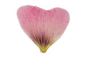 Pink flower leaf isolated on a transparent background png