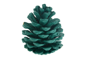 verde pinho cone isolado em uma transparente fundo png