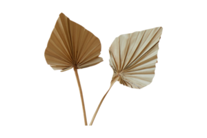 séché feuilles décoratif isolé sur une transparent Contexte png