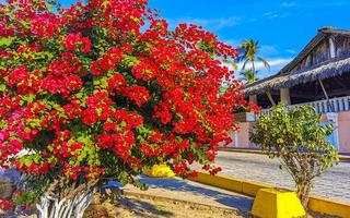 Bougainvillea pink red flowers blossoms in Puerto Escondido Mexico. photo