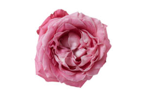 Pink flower isolated on a transparent background png