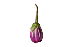 des légumes violet aubergine isolé sur une transparent Contexte png