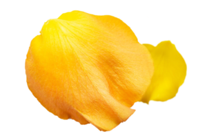 Yellow petal isolated on a transparent background png