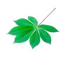 Top view photo of front side of single cassava leaf isolated with clipping path in png file format