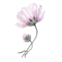 rose cosmos watercolo png
