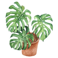 Monstera in a pot watercolor painting png