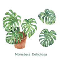 monstera in een pot waterverf schilderij png