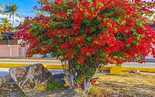 buganvillas rosado rojo flores flores en puerto escondido México. foto