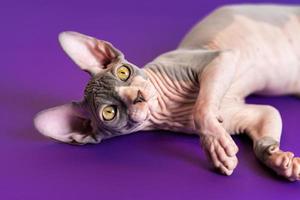 Playful Sphynx Hairless kitten lying down on his side comfortably at purple floor and looking up photo