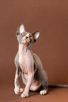 Cute bicolor Sphynx kitty sitting on brown background, raising front paw, looking up attentively photo