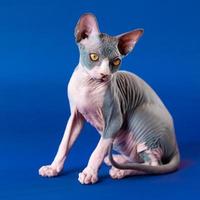 Adorable 4 months old hairless kitten of Canadian Sphynx breed sits on blue background, looks down photo