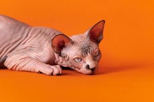 Unhappy kitten of Canadian Sphinx lying down in relaxed pose with head on floor, looking away sadly photo