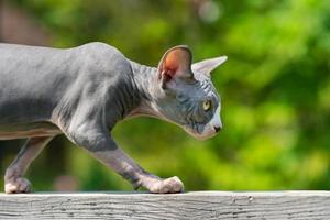 Canadian Sphynx Hairless Cat carefully walking on narrow board high above ground photo