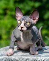 Adorable bicolor Sphynx Hairless kitten with big yellow eyes sitting on rug on sunny day outside photo