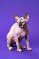 Portrait of young Canadian Sphynx Cat of color blue mink and white sitting on violet background photo