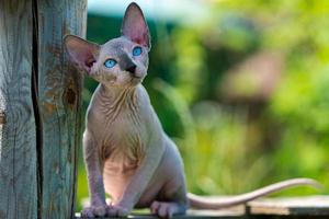 Canadian Sphynx Cat sitting on wooden playground of cattery outside, looking up and pricked up ears photo