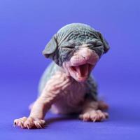 Sphynx Hairless Cat of blue and white two weeks old with mouth wide open is trying to get up on paws photo