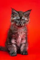 Fluffy kitty of Maine Coon Cat breed of color black smoke sits on red background and looks at camera photo