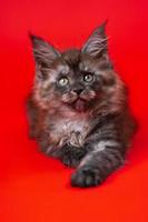Young American Longhair Maine Coon Cat of black smoke lies on red background stretches out its paw photo