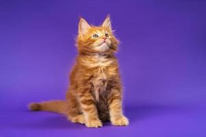 Portrait of playful longhair of Maine Coon Cat sitting on violet background and looking up photo