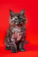 Cute little kitten of Gentle giants with furry fur of color black smoke sitting on red background photo