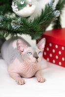 Mysterious Sphynx Hairless Cat lying under Christmas tree with red polka dot gift box under it photo