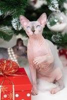 Mysterious Sphynx Hairless Cat sitting near Christmas tree with red polka dot gift box under it photo