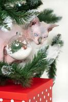 Sphynx Cat looks out from under branches Christmas tree with red polka dot gift box under Xmas tree photo