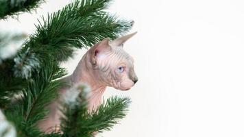 Sphynx Cat surrounded by green branches of Xmas tree photo