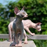 Adorable young Sphynx Hairless Cats on walk in cattery enclosure photo