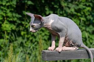 Young Sphynx Cat of blue and white color sits high on crossbar outdoors and looks out for prey below photo