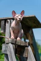 Canadian Sphynx Cat, 4 months old, sitting high on stairs on playground of cattery against blue sky photo