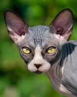 Close-up portrait of luxury Canadian Sphynx kitten on natural blurred green background. Front view photo