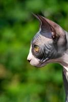 Portrait of young cat of Sphinx breed of black and white color with serious expression of muzzle photo
