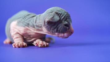 Canadian Sphynx Cat of blue and white two weeks old lying on blue background is trying to crawl photo