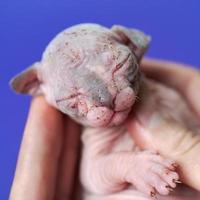 Female kitty of Canadian Hairless Sphynx of blue and white color two weeks old with closed eyes photo