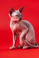 Portrait of female Sphynx Hairless Cat sitting with front paw raised, wary look on red background photo