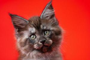 Head of lovely baby Coon Cat with furry fur of color black smoke. Portrait on red background photo