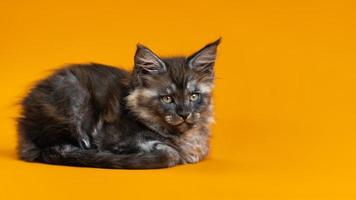 Young cute female cat of color black smoke of Maine Coon Cat breed lying down on yellow background photo