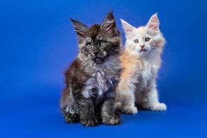 Portrait of two American Longhair Coon kittens - of black smoke color and red silver classic tabby photo