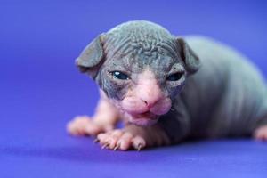 Male Sphynx Hairless Cat of blue and white two weeks old lies on blue background and looks at camera photo