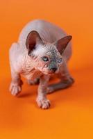 Graceful hairless bicolor female kitten 4 months old on orange background rises on paws looking away photo