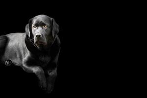 Black-colored Labrador retriever dog on a black background. Portrait of a thoroughbred young dog. photo