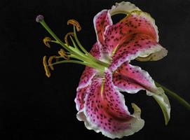 Asiatic Lily . Full length of stamens and stigma exposed photo